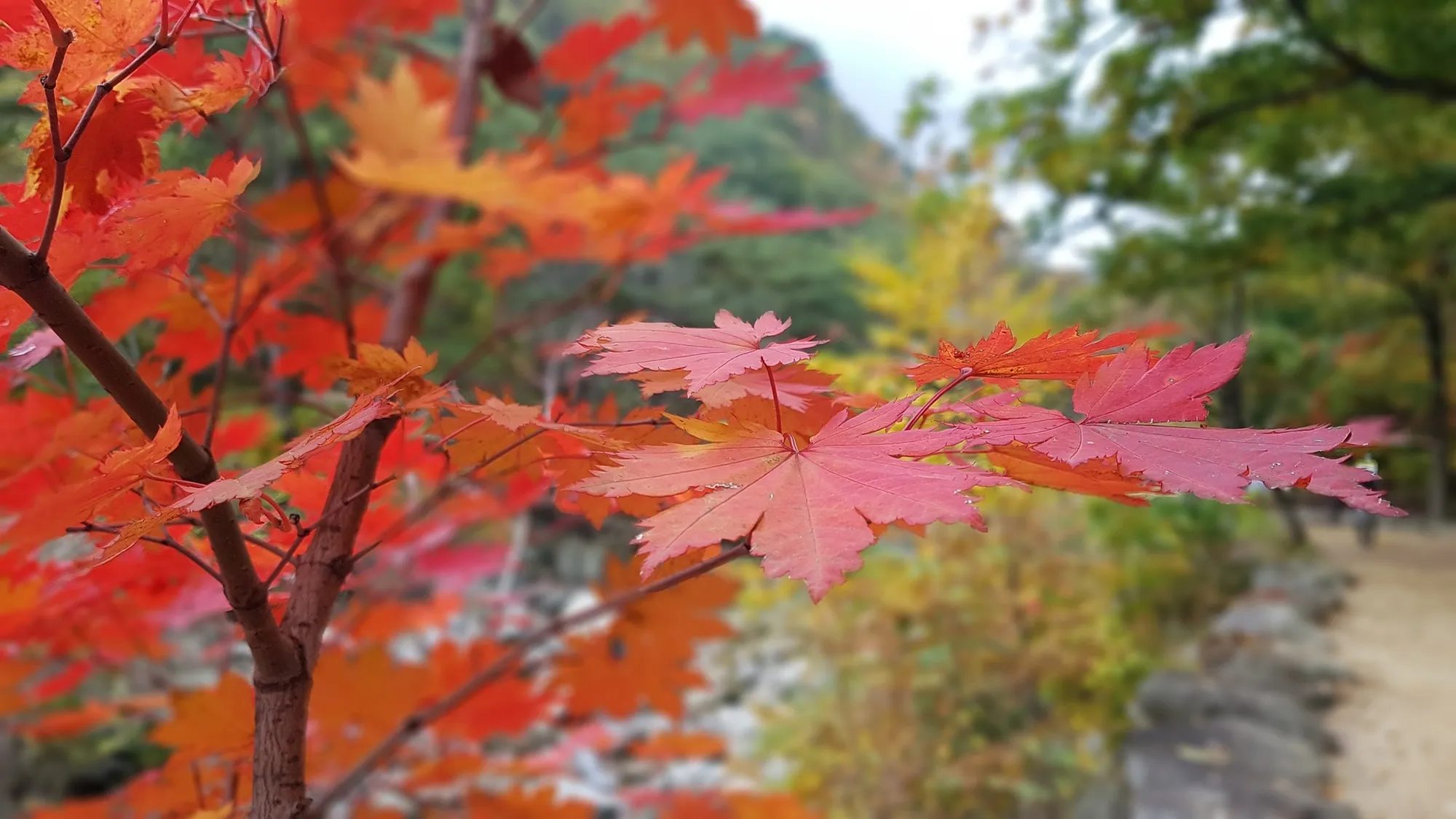 가을 단풍(사진=픽사베이)