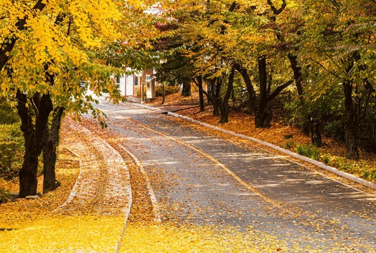 홍릉시험림 회기로 가을단풍길/ 출처 : 온라인 커뮤니티