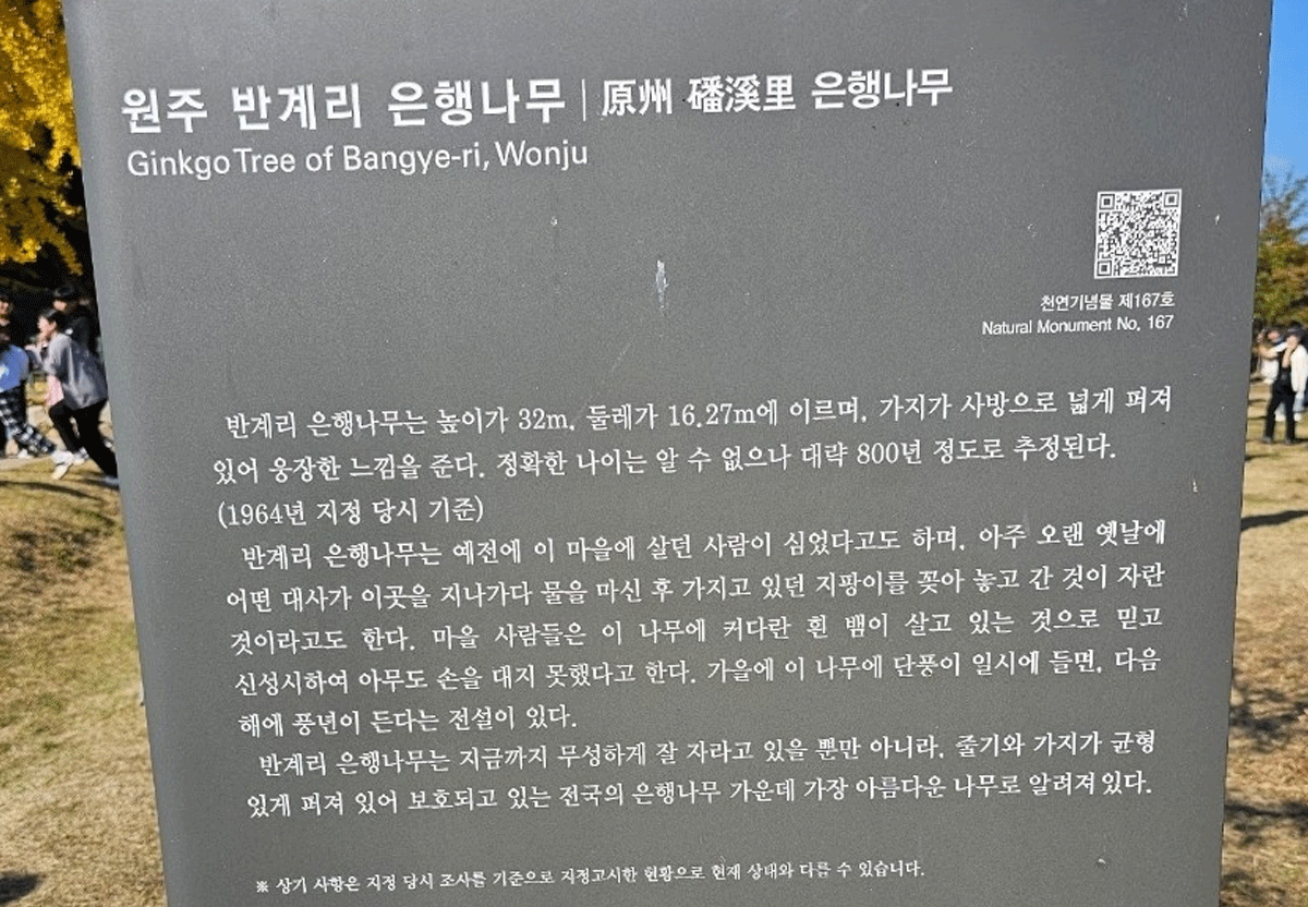 원주 원계리 은행나무 / 출처: 온라인 커뮤니티 원주 원계리 은행나무 / 출처: 온라인 커뮤니티