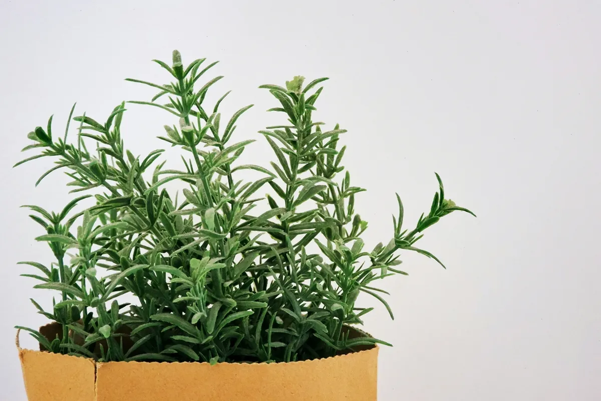 수명을 늘리는 ‘항염증’ 허브 : 로즈마리 (Rosemary) 수명을 늘리는 ‘항염증’ 허브 : 로즈마리 (Rosemary)