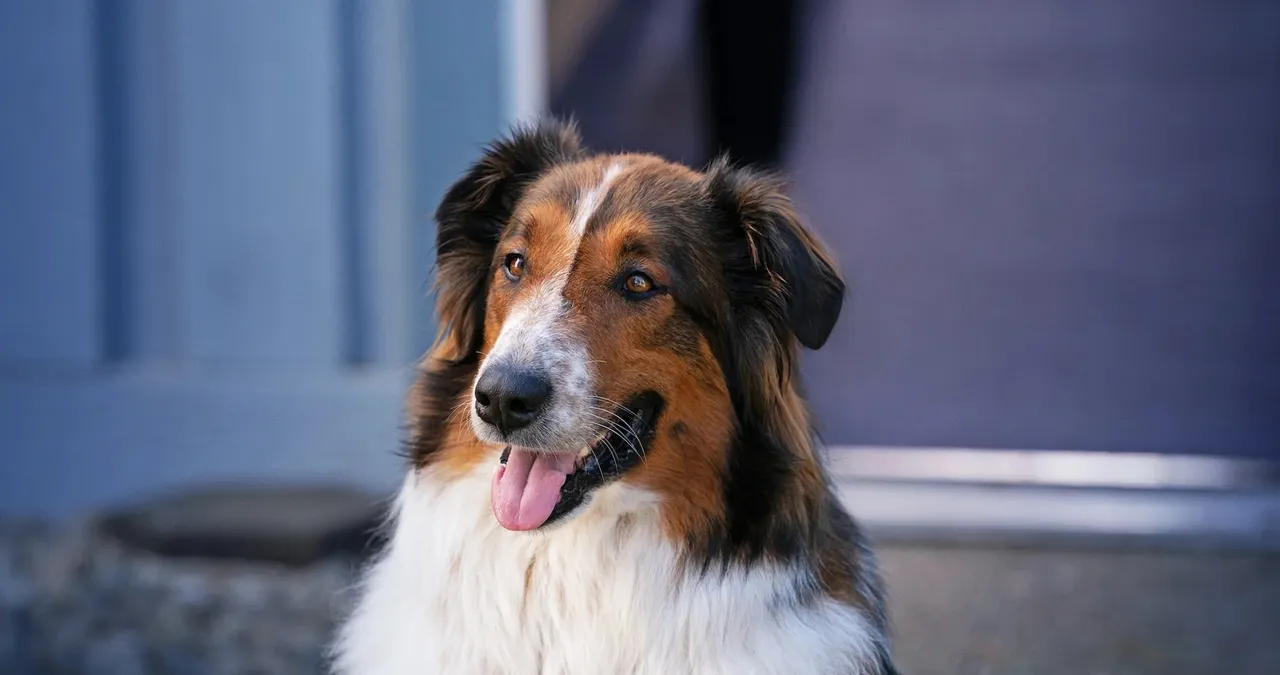 구조견 루비, Rescued by Ruby (2022) / 넷플릭스 구조견 루비, Rescued by Ruby (2022) / 넷플릭스