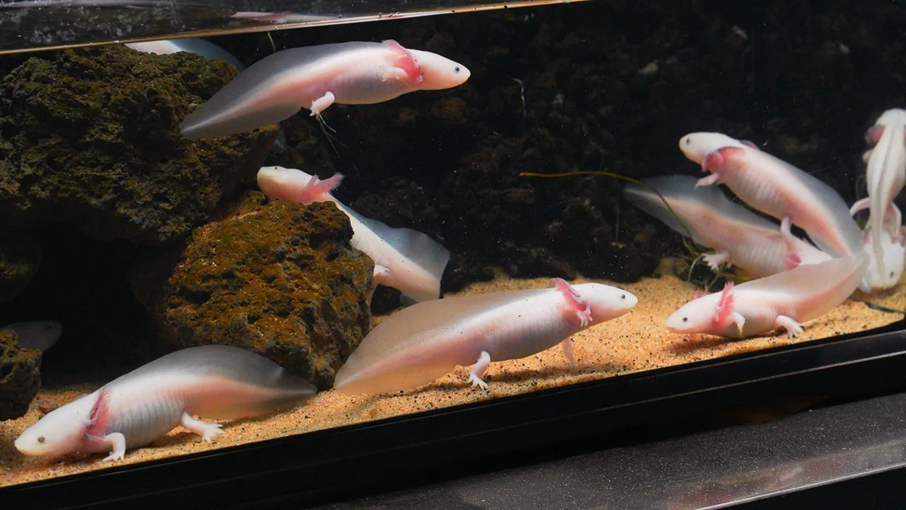 충주 아쿠아리움,우파루파(아홀로틀, Axolotl) / 충주시 블로그 충주 아쿠아리움,우파루파(아홀로틀, Axolotl) / 충주시 블로그