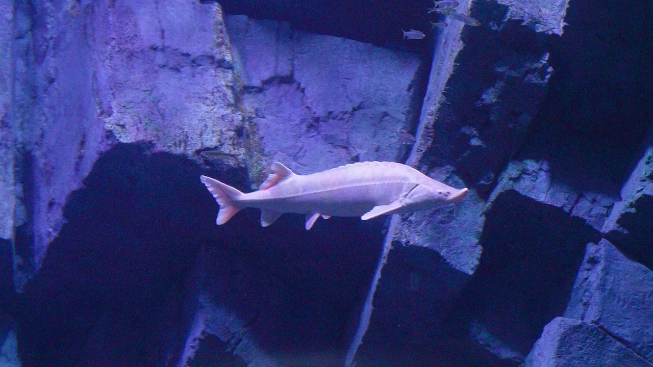 충주 아쿠아리움, 철갑상어 / 충주시 블로그 충주 아쿠아리움, 철갑상어 / 충주시 블로그