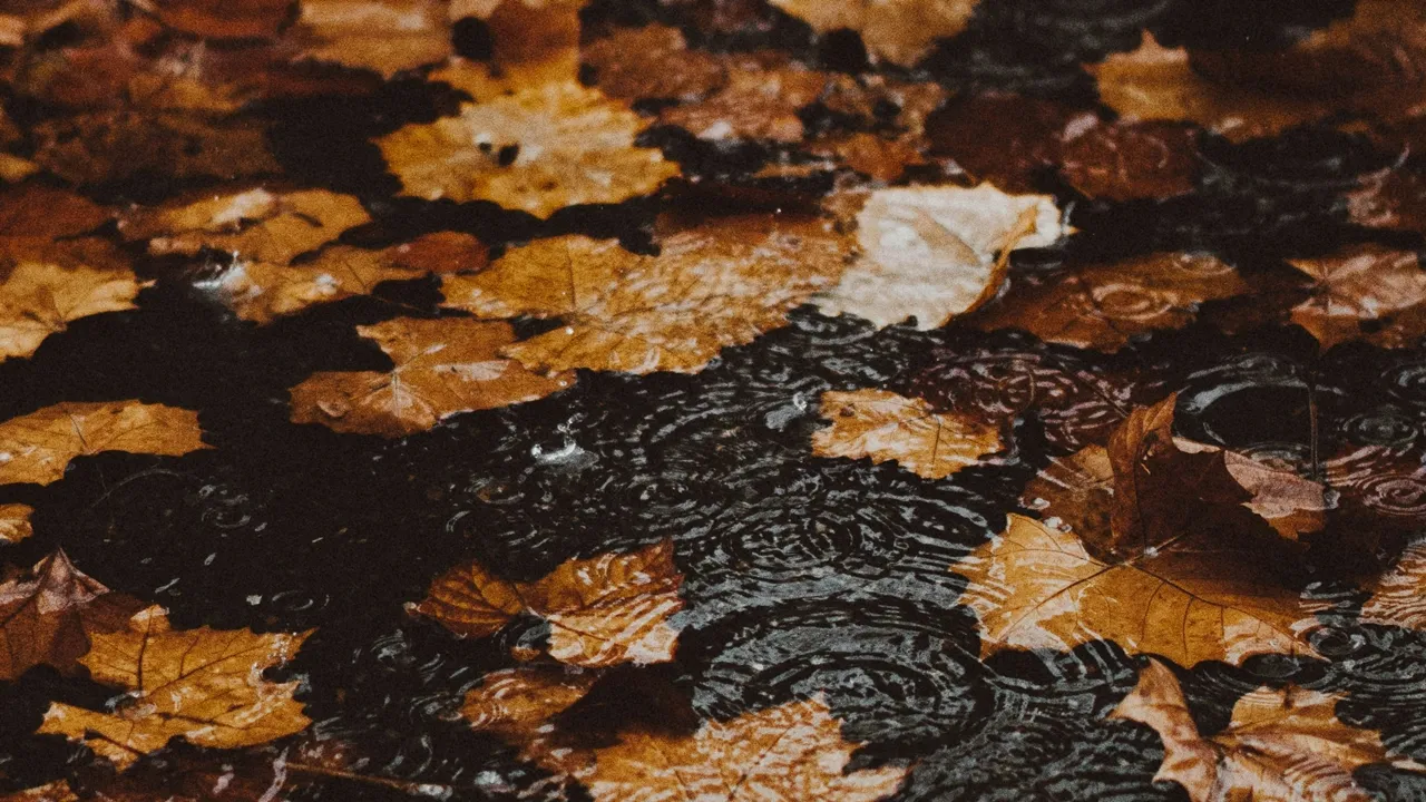 도로위 젖은 낙엽