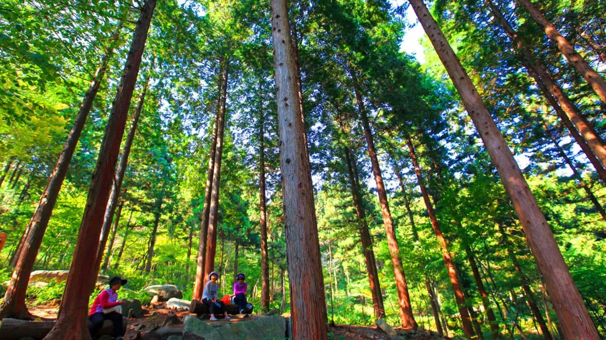 축령산 편백숲 / 사진=산림청