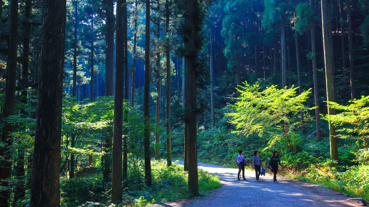 축령산 편백숲 트레킹 / 사진=산림청