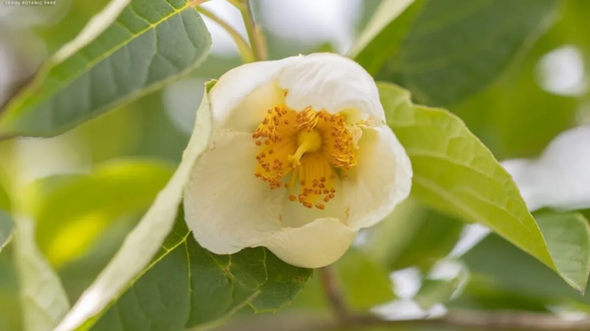 출처 : 서울식물원 (서울식물원 풍경)