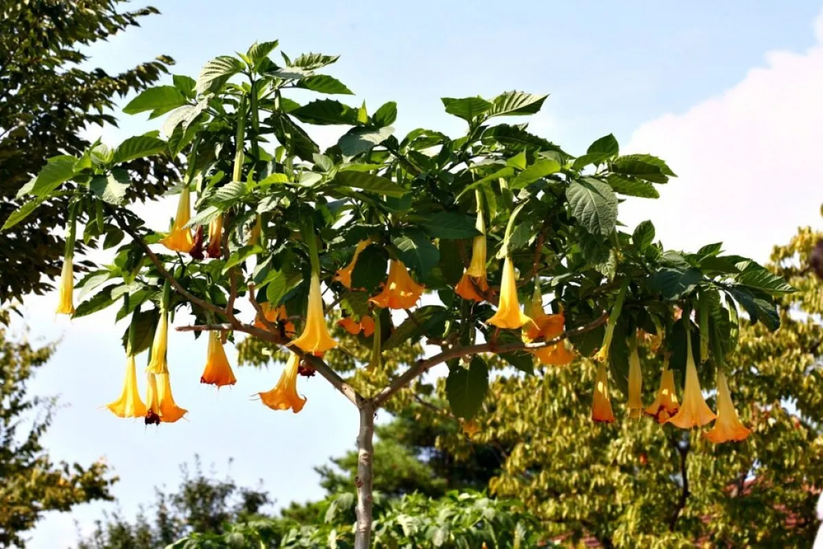 출처 : 서울식물원 (서울식물원 풍경)