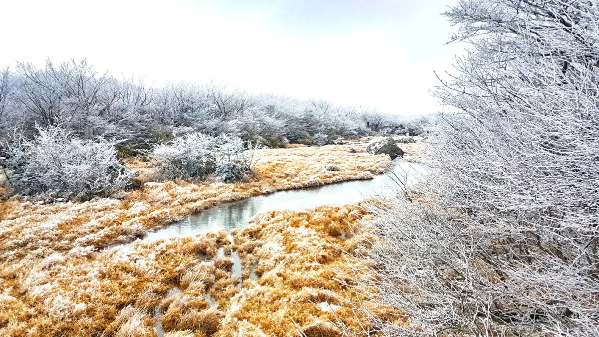한라산 1100고지 겨울 풍경 / 사진=한라산 1100고지