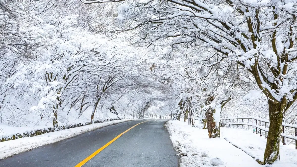 한라산 1100도로 / 사진=제주특별자치도 공식블로그