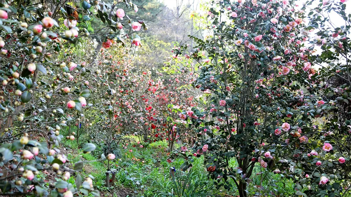 천리포수목원 동백꽃 / 사진=천리포수목원 홈페이지