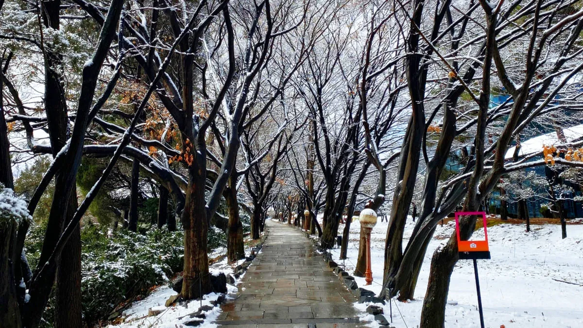 벽초지수목원 겨울 산책로 / 사진=벽초지수목원 공식 블로그