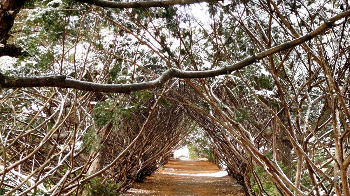벽초지수목원 겨울 숲 / 사진=벽초지수목원 공식 블로그