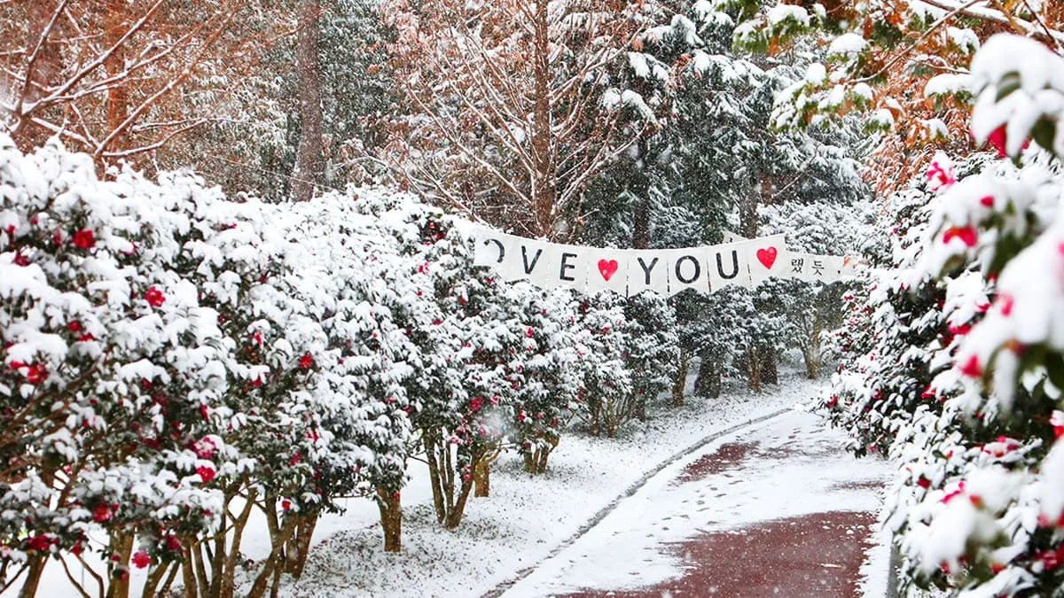 신안 섬 겨울꽃 축제 / 사진=신안1004몰
