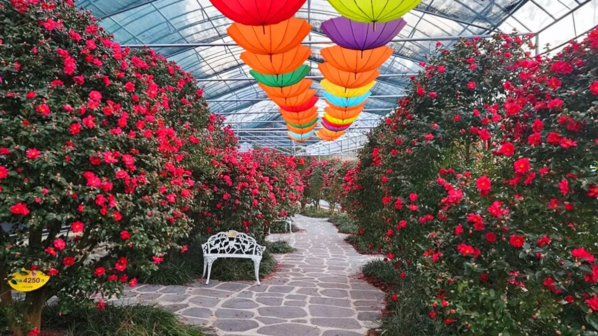 신안 섬 겨울꽃 축제 분재정원 / 사진=1004섬 분재정원