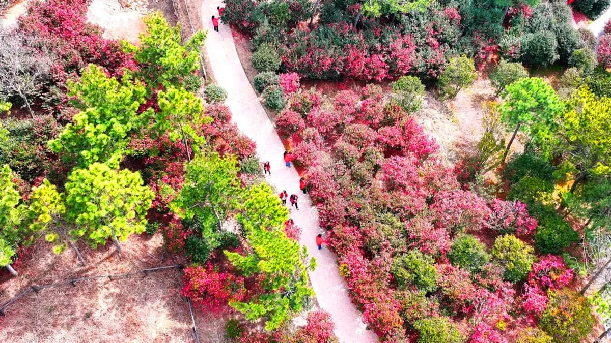 1004섬 분재정원 겨울 전경 / 사진=1004섬 분재정원