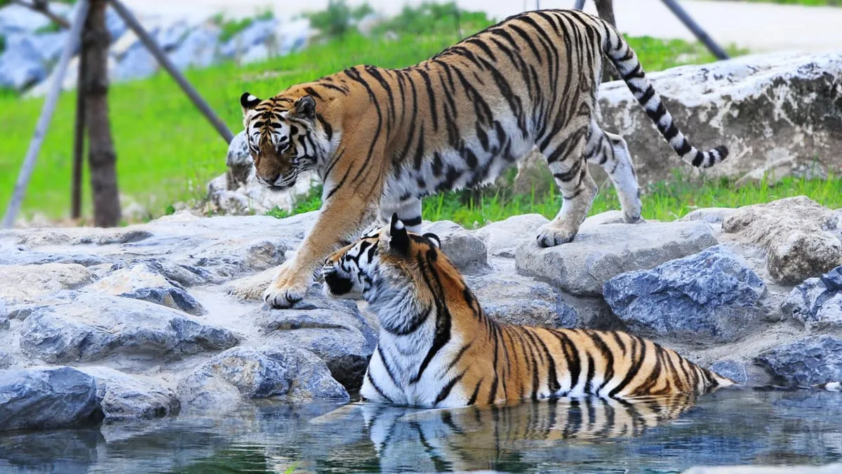 국립백두대간수목원 호랑이숲 / 사진=국립백두대간수목원