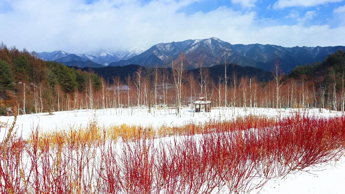 국립백두대간수목원 자작나무원 / 사진=국립백두대간수목원