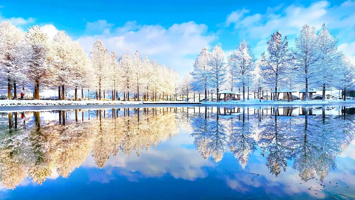 담양 메타세쿼이아길 연못 / 출처=한국관광공사