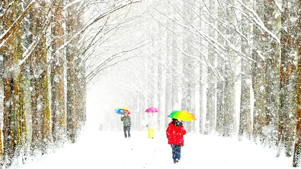 담양 메타세쿼이아길 설경 / 사진=담양군 공식 블로그