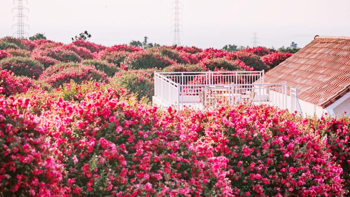 제주 동백포레스트 포토존 / 사진=동백포레스트