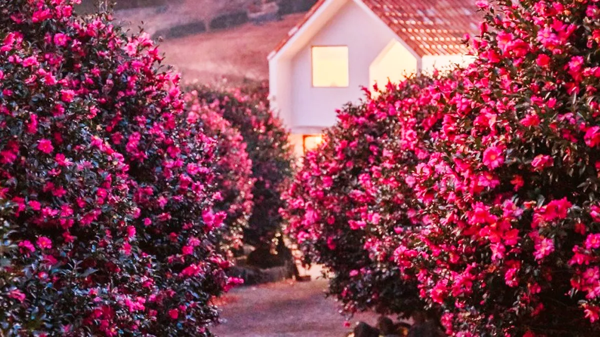 제주 동백포레스트 동백 숲길 / 사진=동백포레스트