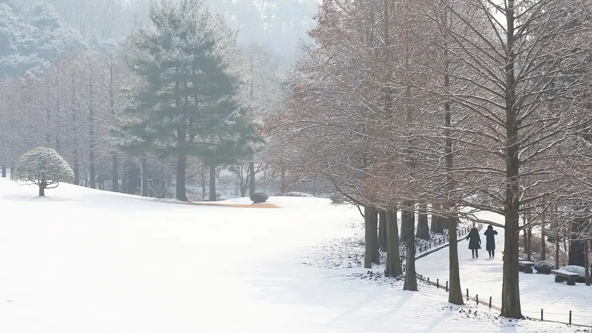 청남대 메타세쿼이아 설경 / 사진=청남대