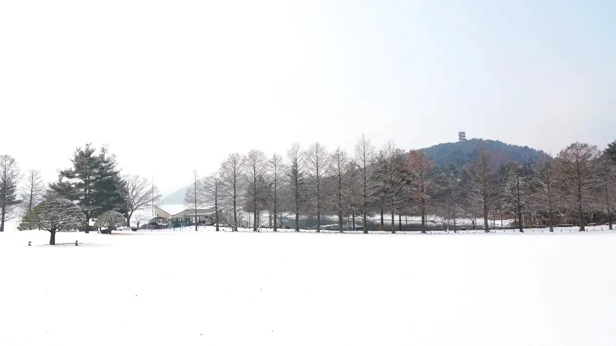 청남대 메타세쿼이아 / 사진=청남대