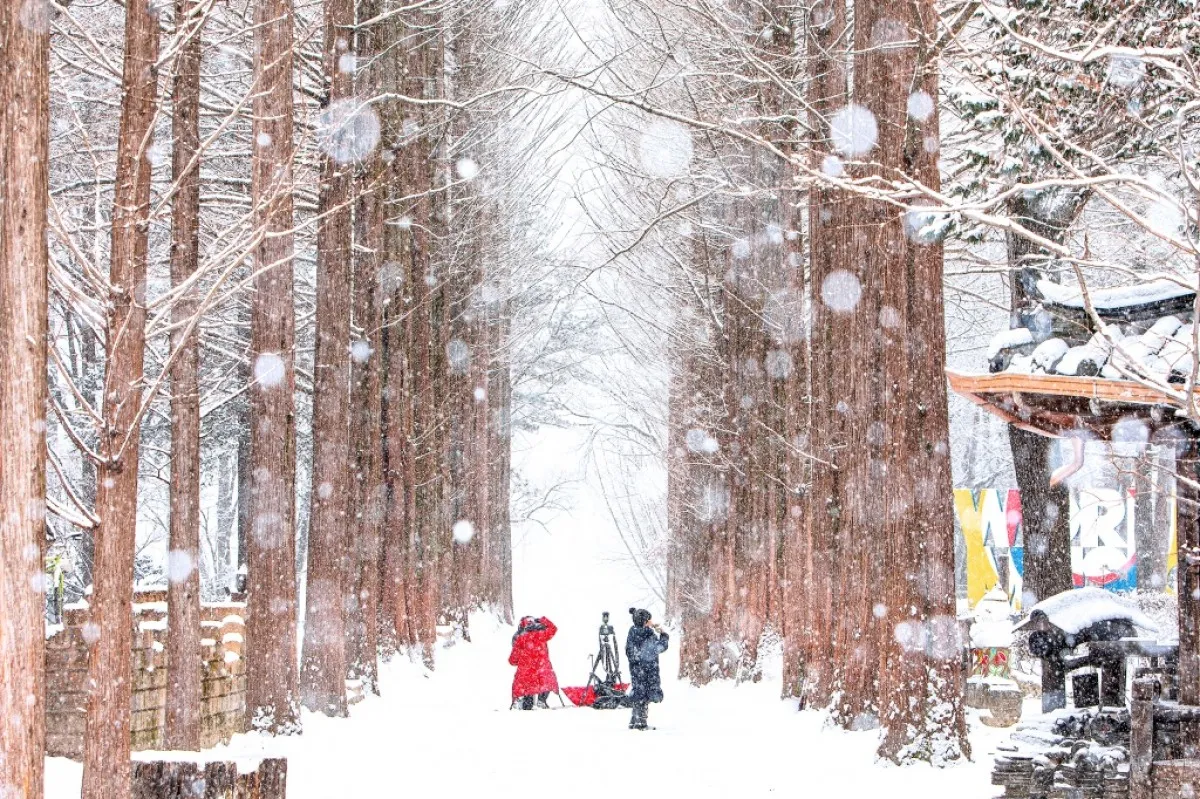사진=박상진. 남이섬의 겨울. 2021 춘천관광사진전