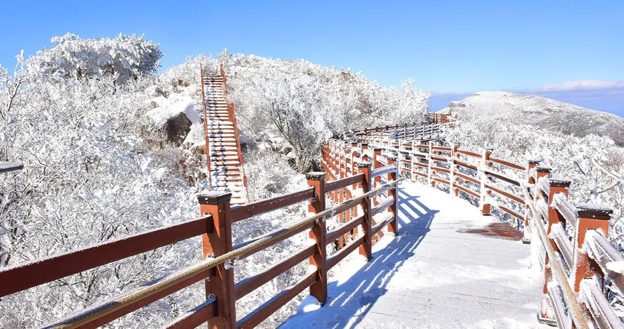 비슬산자연휴양림 설경 트레킹 / 사진=숲나들e