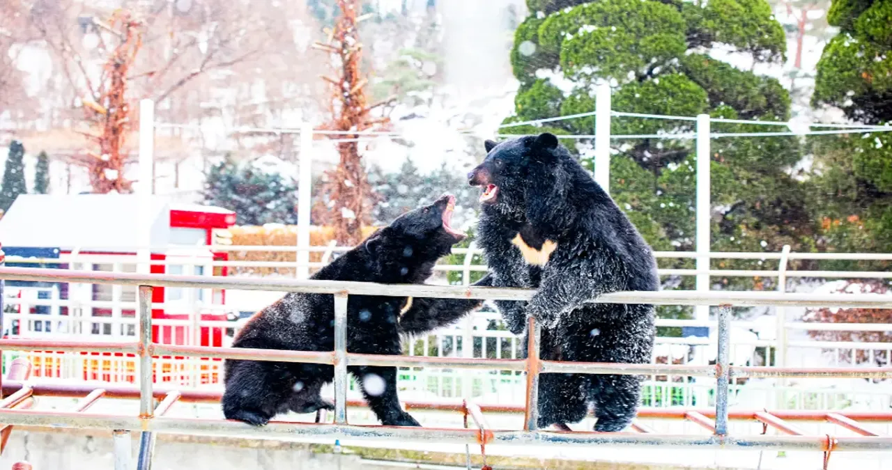 베어트리파크 곰들 / 사진=베어트리파크