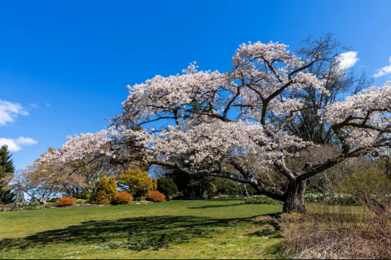 사진=밴쿠버 퀸 엘리자베스 공원