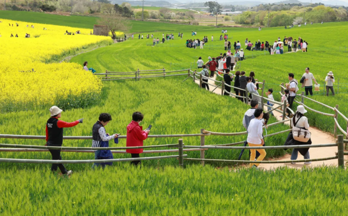 사진=고창 청보리밭축제