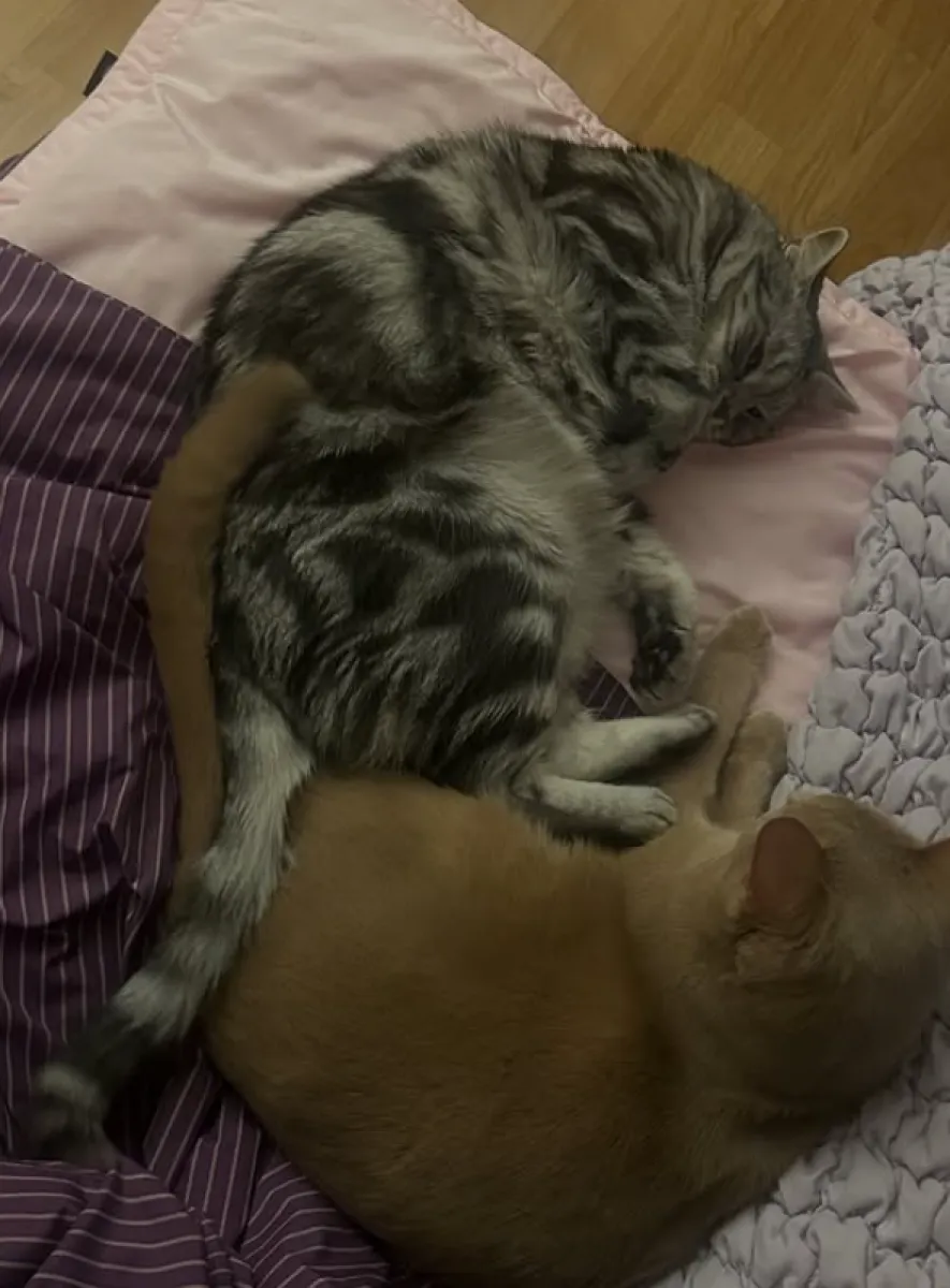 그룹 시크릿 출신 전효성이 고양이 알레르기가 생겼다고 고백했다. 인스타그램 캡처