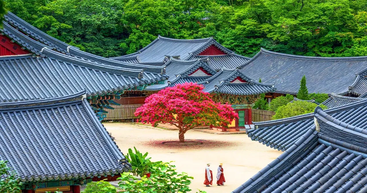 순천 송광사 배롱나무 / 사진=한국관광콘텐츠랩