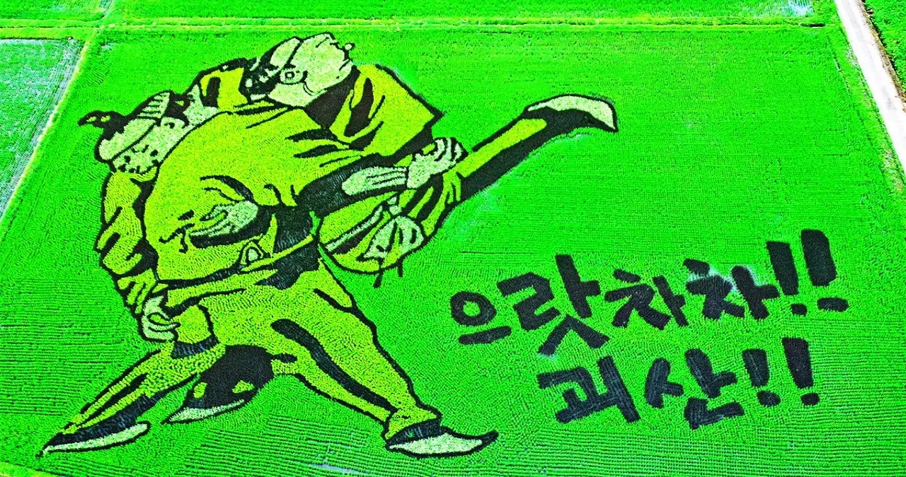 유색벼 논그림 모습 / 사진=괴산군청