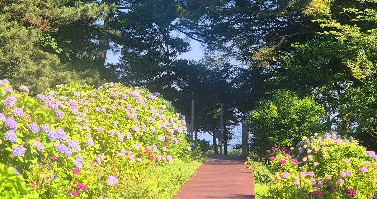 항몽 유적지 수국길 / 사진=제주 항파두리 항몽 유적