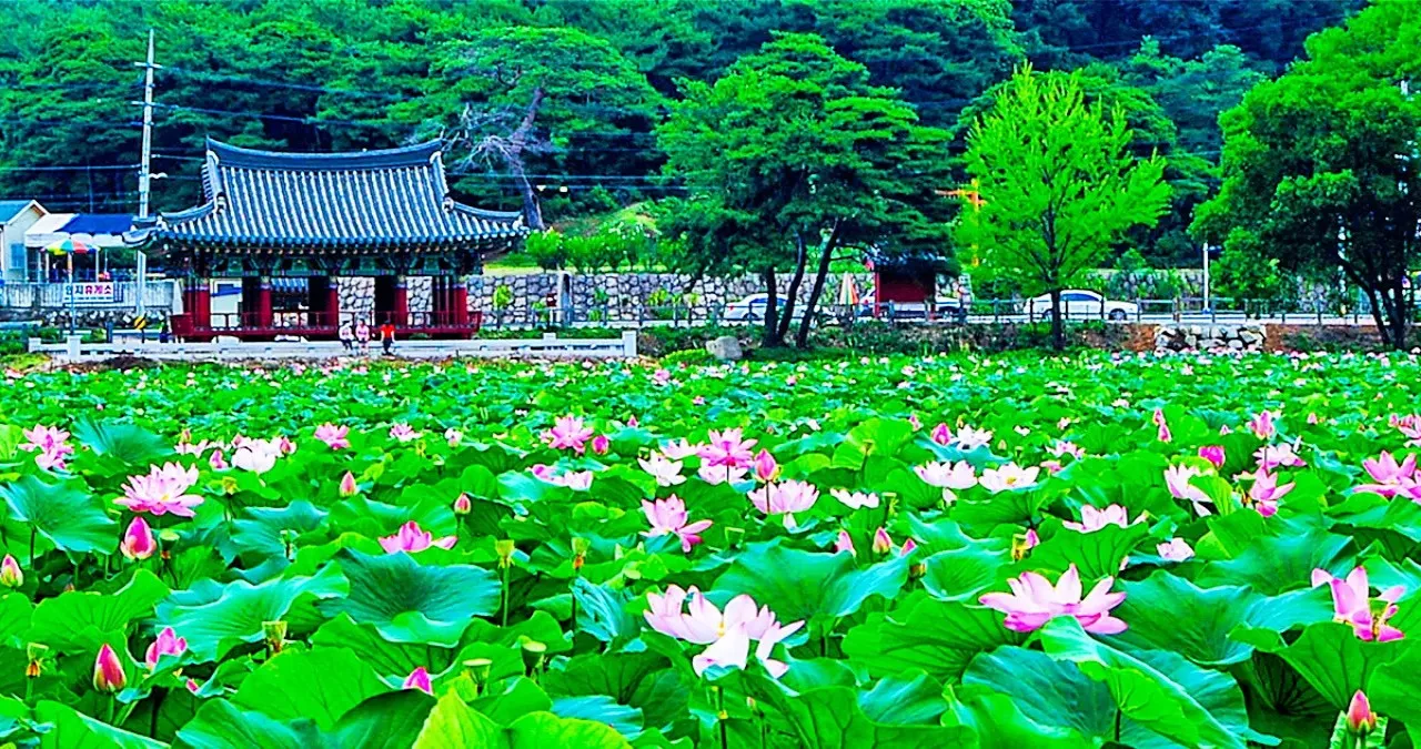 청도 유등연지 연꽃 / 사진=청도 문화관광