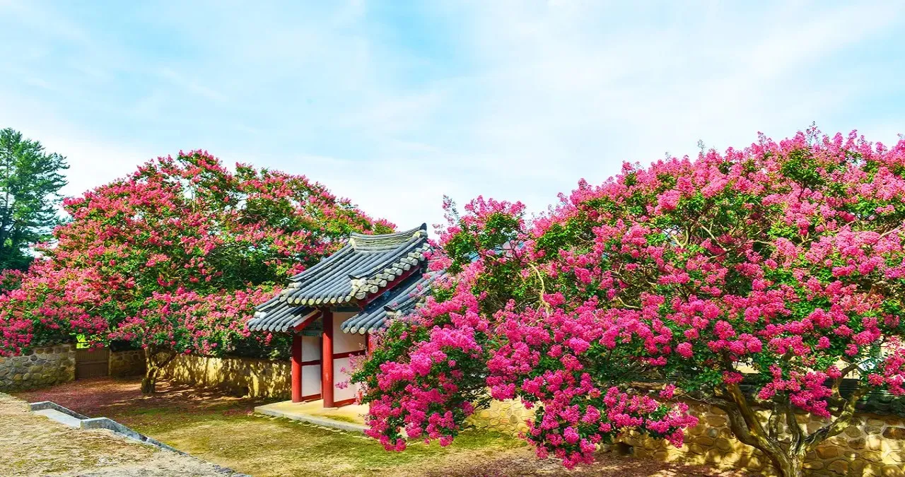 서원 안뜰에 핀 배롱나무 / 사진=논산시 문화관광