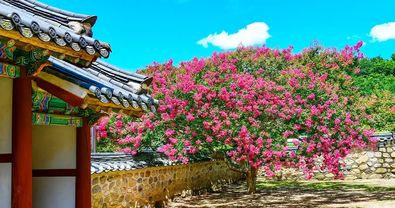 논산 충곡서원 배롱나무 / 사진=논산시 문화관광