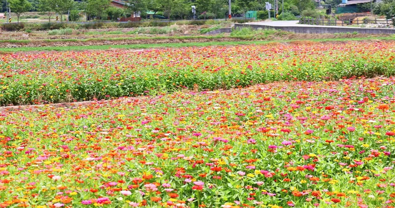 위양지 백일홍 꽃밭 풍경 / 사진=밀양시 공식 블로그
