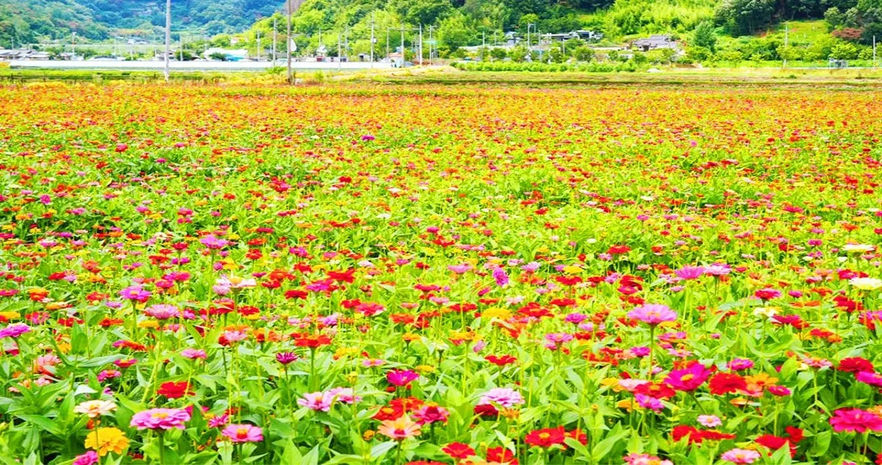 위양지 백일홍 꽃밭 / 사진=밀양시 공식 블로그