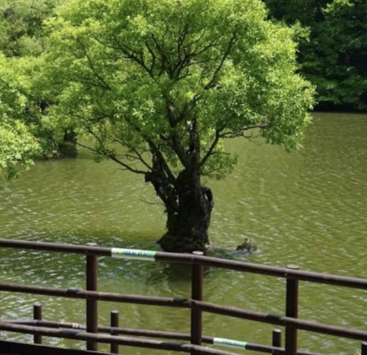 사진 : 경북 청송 주산지 / 경상북도 공식 블로그