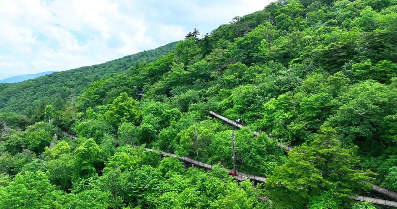 발왕산 천년주목숲길 / 사진=모나용평