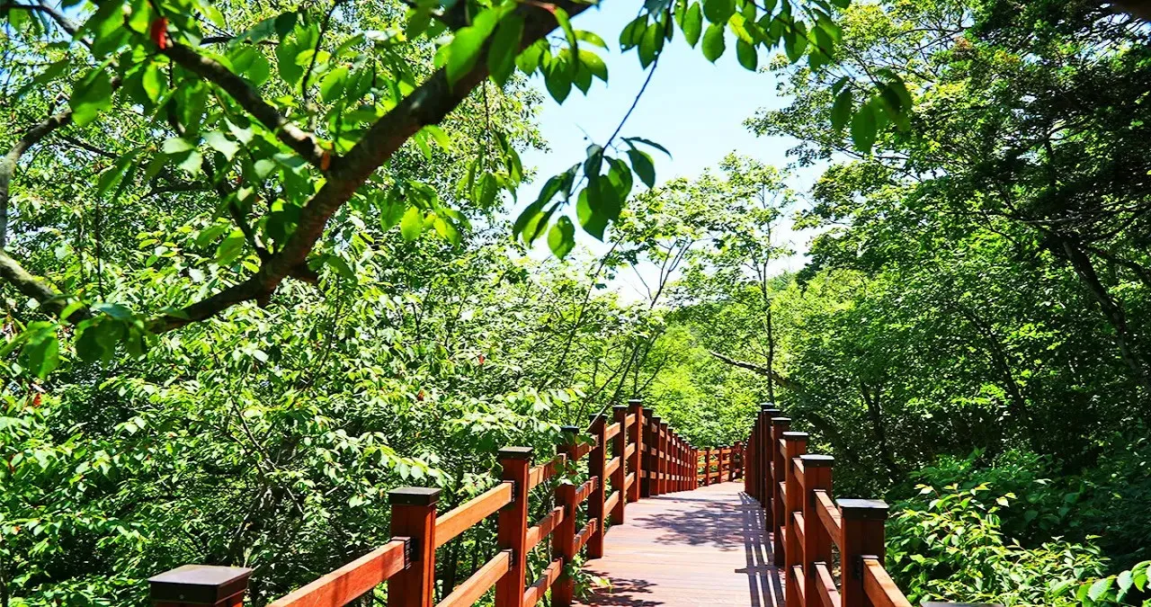 천년주목숲길 풍경 / 사진=모나용평