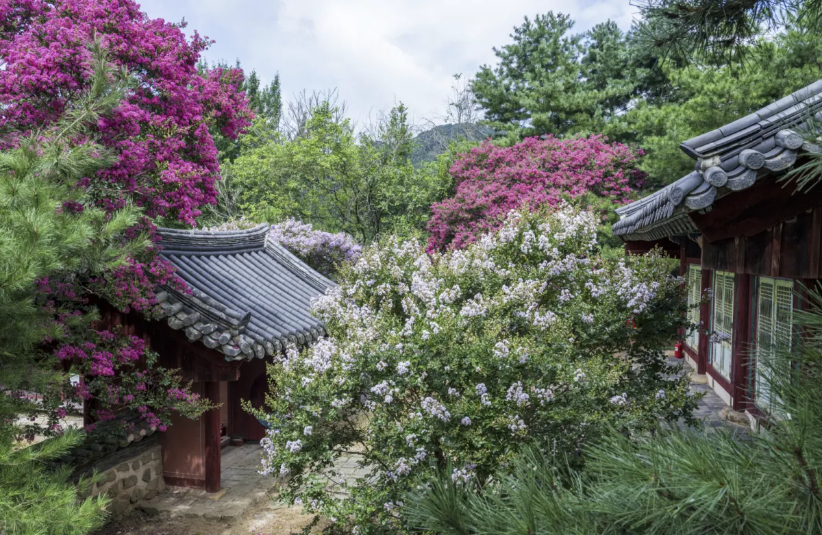사진 : 충남 논산 배롱나무 / 논산 시청 제공