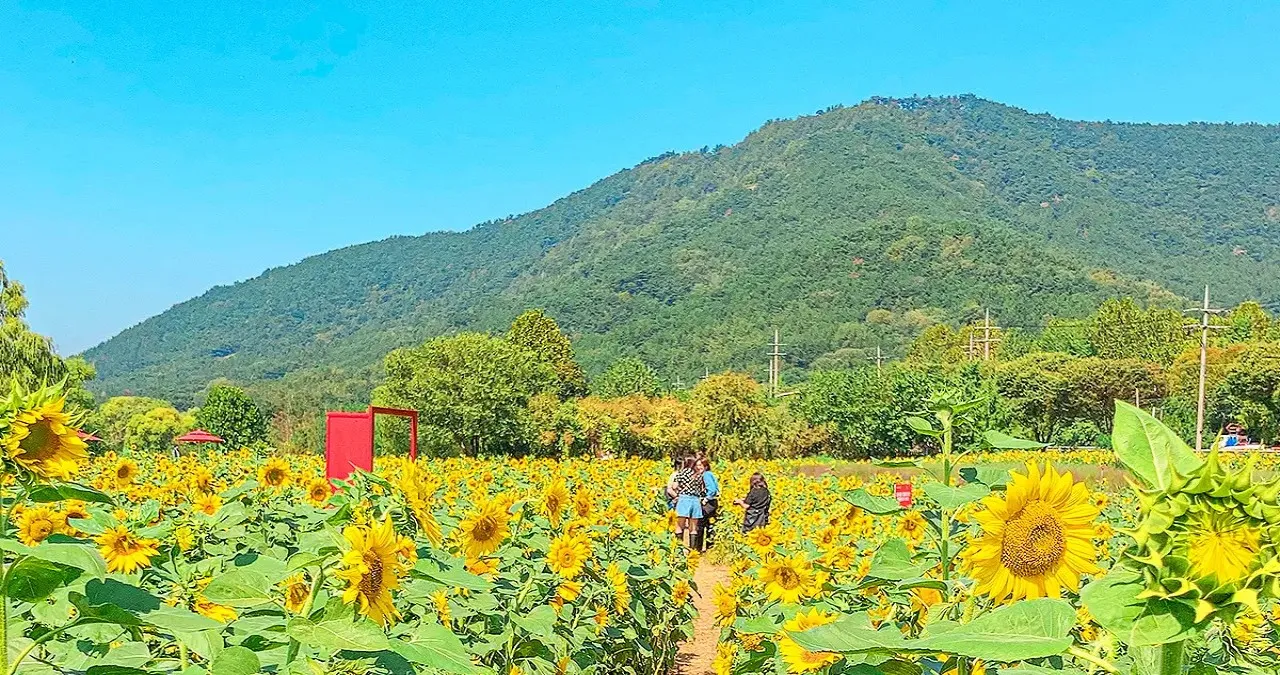 논공꽃단지 풍경 / 사진=대구관광B2B정보교류사이트