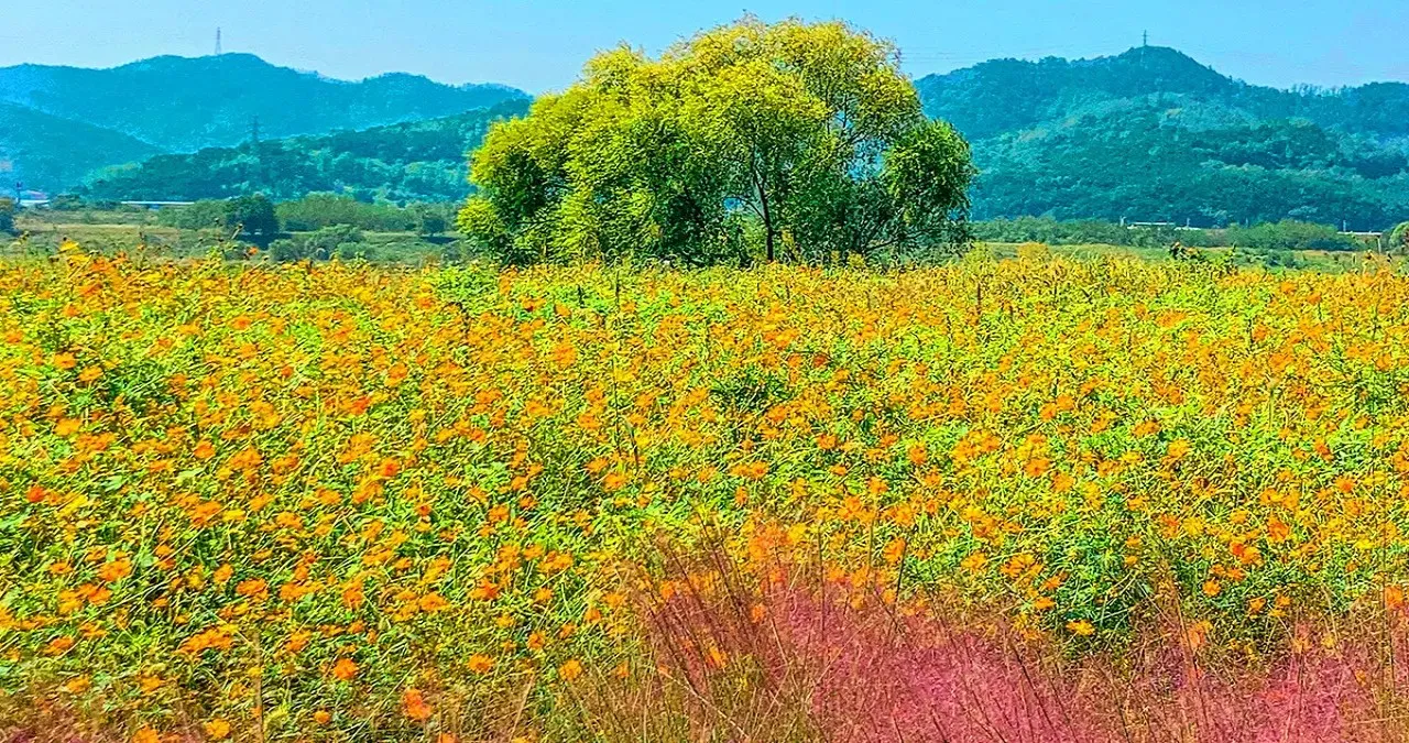 논공꽃단지 가을 풍경 / 사진=대구관광B2B정보교류사이트