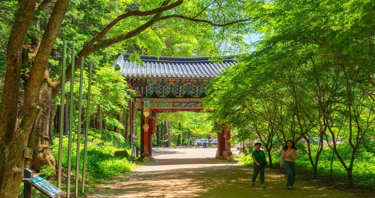오대산 전나무숲으로 향하는 길 / 사진=한국관광콘텐츠랩