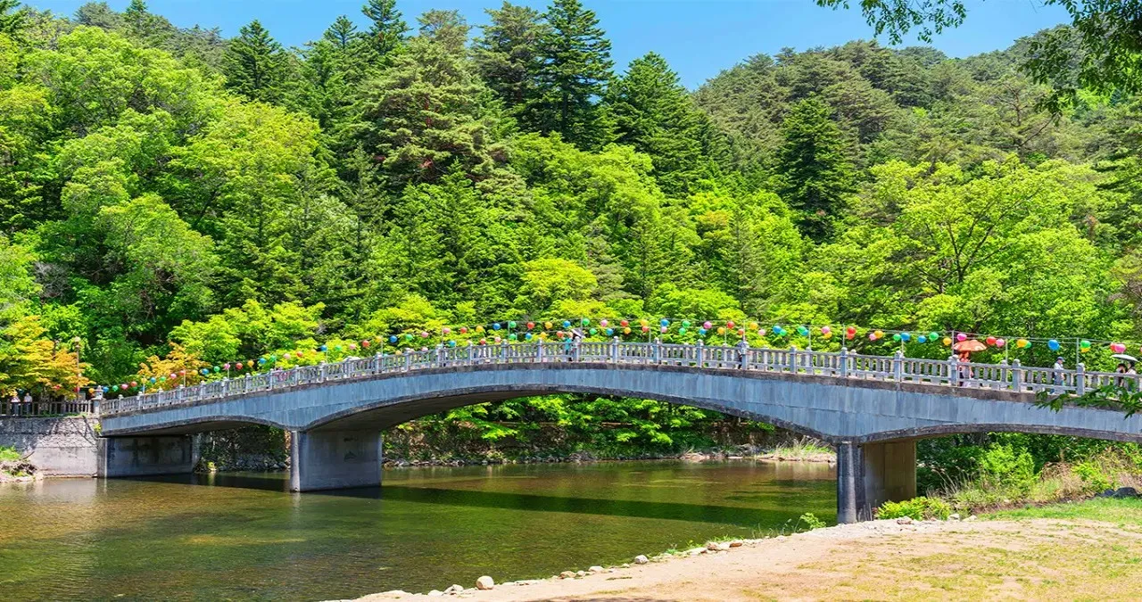 오대산 전나무숲 풍경 / 사진=한국관광콘텐츠랩